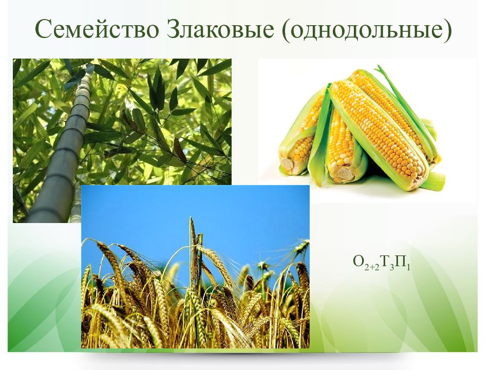 Пшеница это однодольное или двудольное. Однодольные растения. Однодольные культурные растения. Однодольные растения примеры. Сахарный тростник однодольное или двудольное.