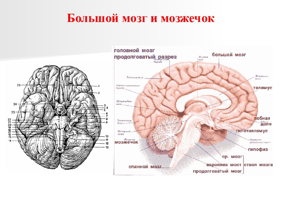 Сравните строение больших полушарий головного мозга. Доли головного мозга анатомия. Большой мозг строение. Головной мозг большой мозг. Расположение и строение большого мозга.