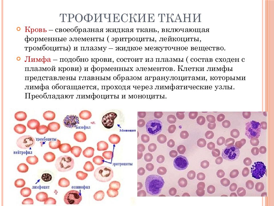 Кровь это жидкая ткань. Кровь и лимфа строение ткани. Кровь, лимфа и кроветворные ткани. Форменные элементы крови и лимфы. Опорно трофические ткани.