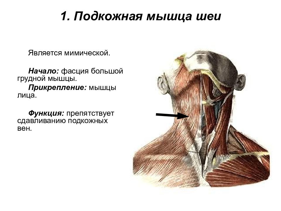 Мышцы шеи фото с описанием