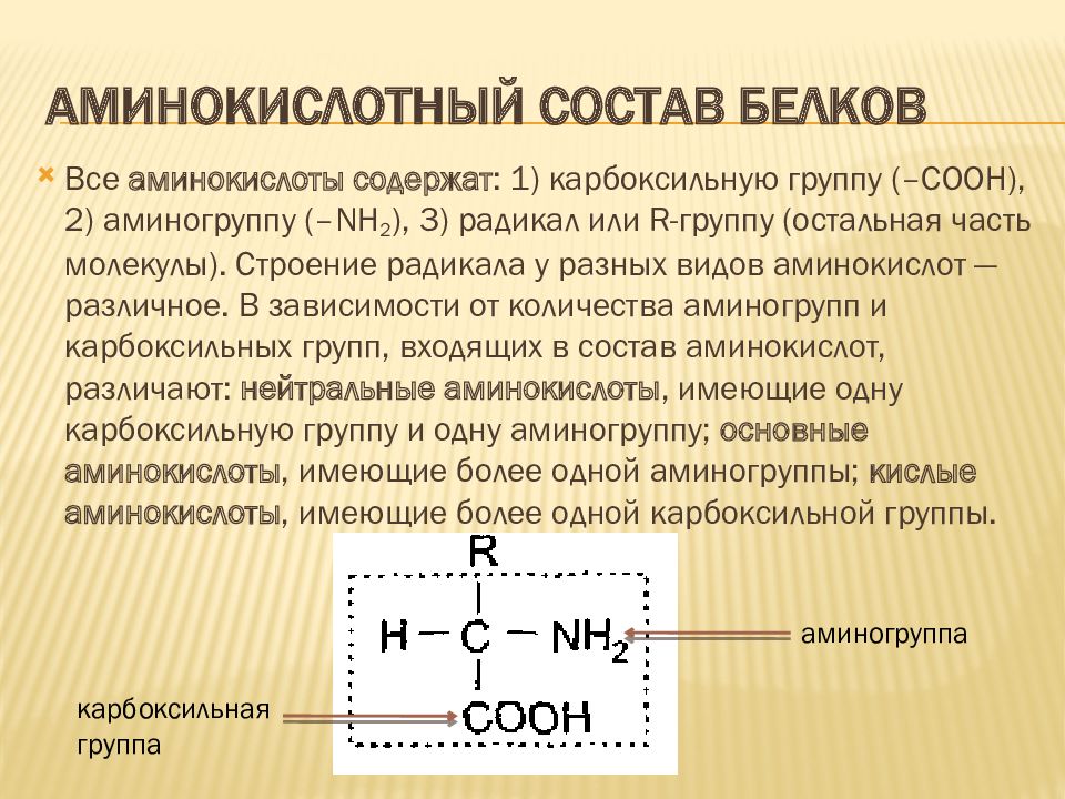 Строение и функции белков