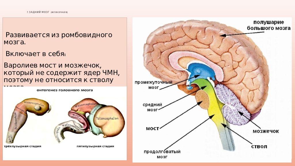 Задний головной мозг включает. Головной мозг. Средний и промежуточный мозг. Головной мозг задний мозг. Мозг для презентации.
