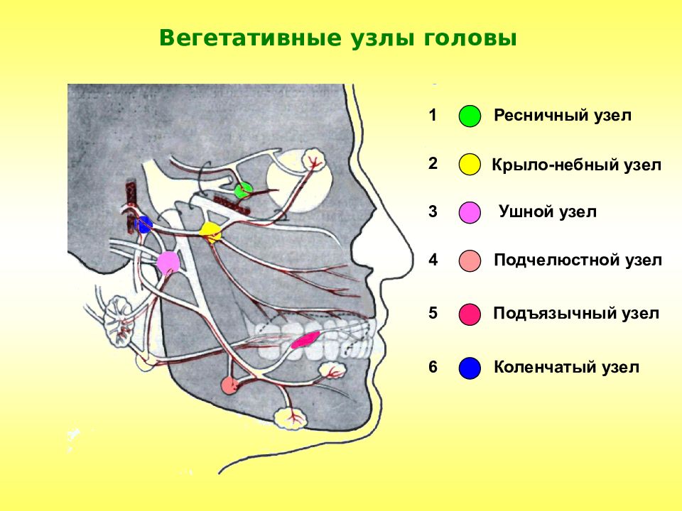 Тройничный нерв презентация анатомия