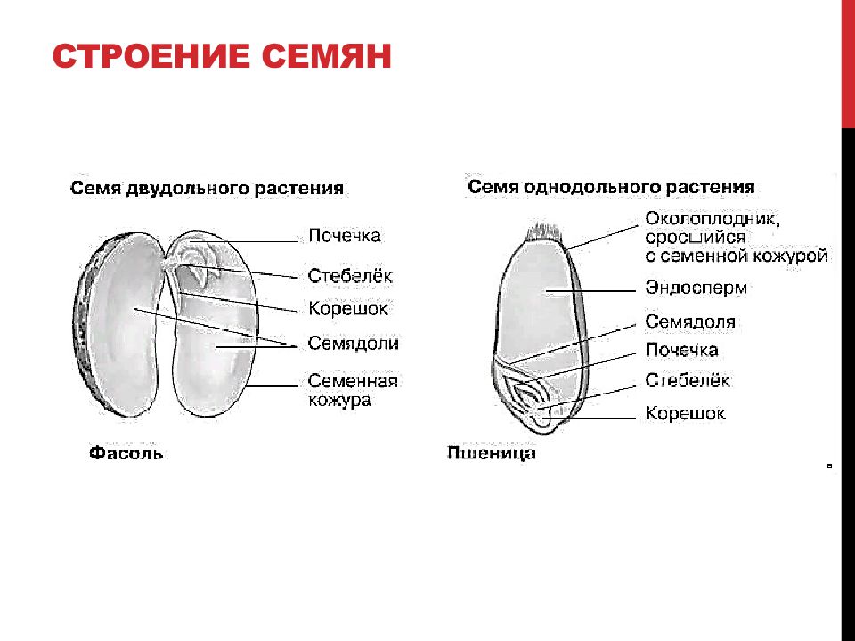 На рисунке показаны внешний вид и схема внутреннего строения семени томата назовите структуры семени