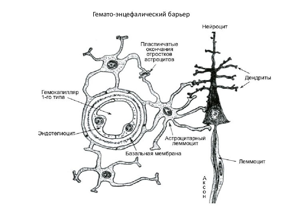 Строение гематоэнцефалического барьера схема