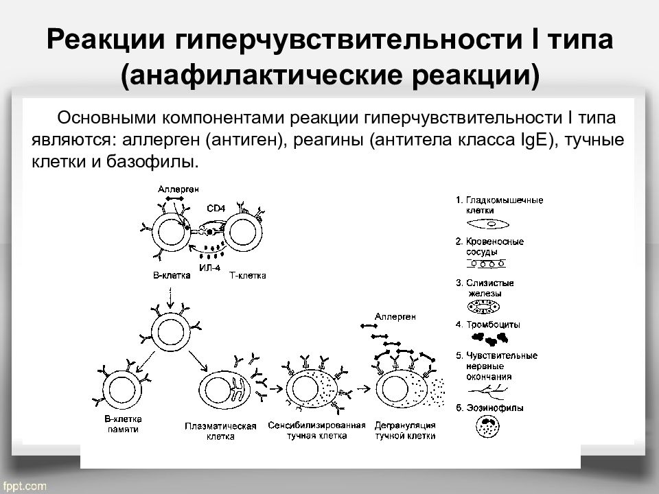 Реакции гиперчувствительности картинки