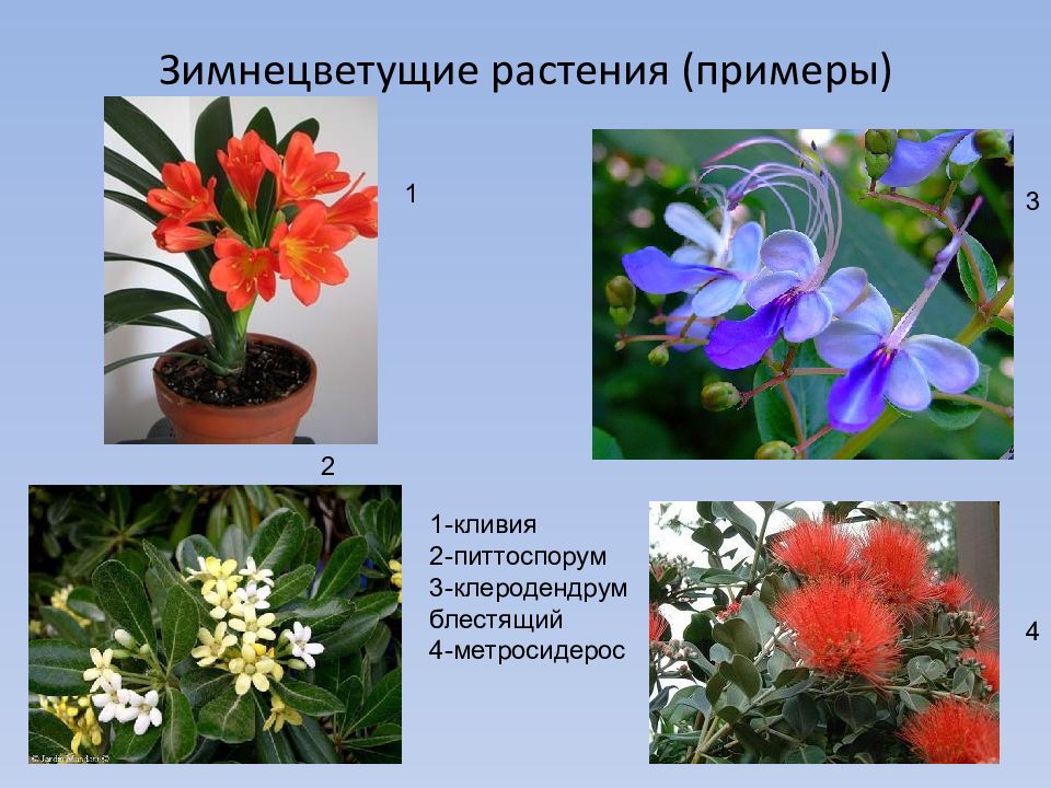 Примеры про растения. Зимнецветущие растения. Зимнецветущие комнатные растения. Растения примеры. Стенобионты растения.
