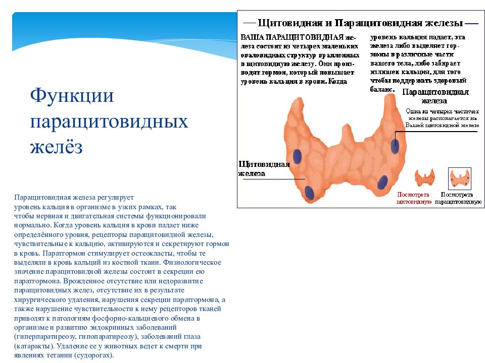 Околощитовидные железы гормоны. Паращитовидная железа функции. Паращитовидные железы гормоны и функции. Паращитовидная железа гормоны функции патологии. Паращитовидные железы строение функции гормоны.