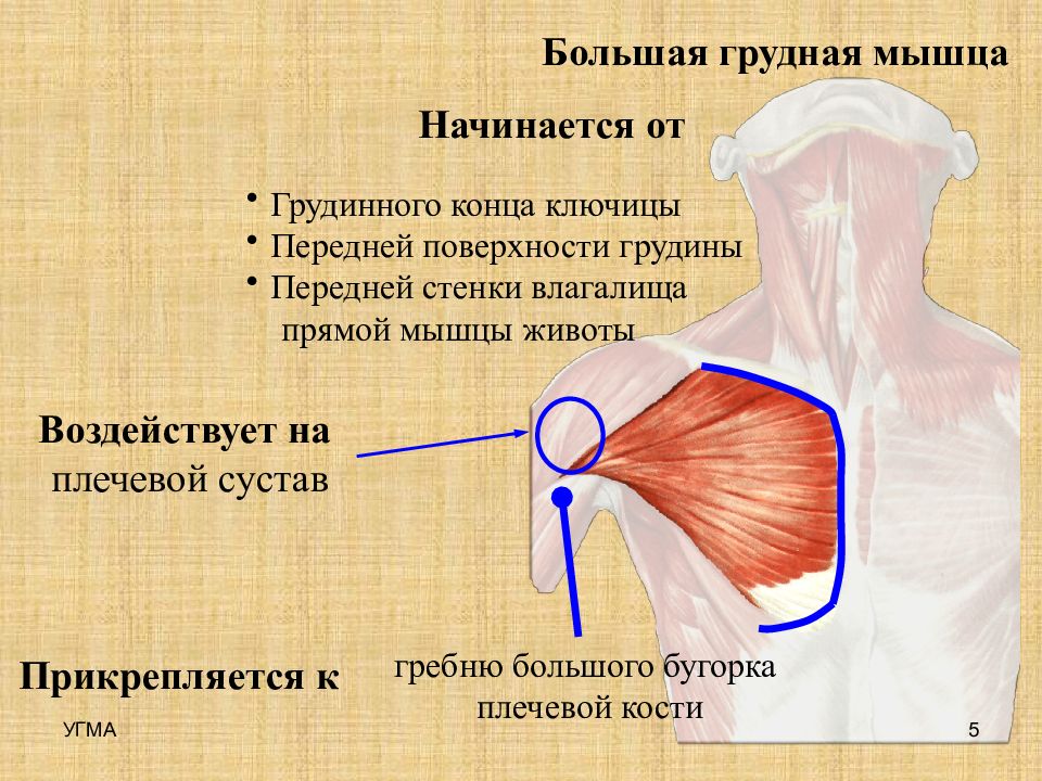 Большая грудная мышца. Место крепления малой грудной мышцы. Большая грудная мышца Ключичная часть. Точки прикрепления большой грудной мышцы. Большая грудная мышца прикрепляется к.