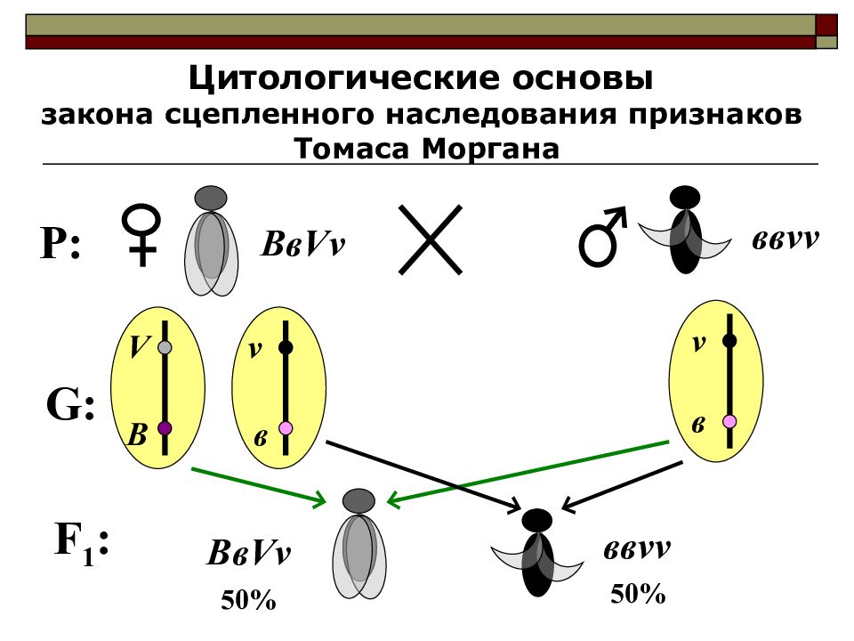 Схема сцепленного наследования