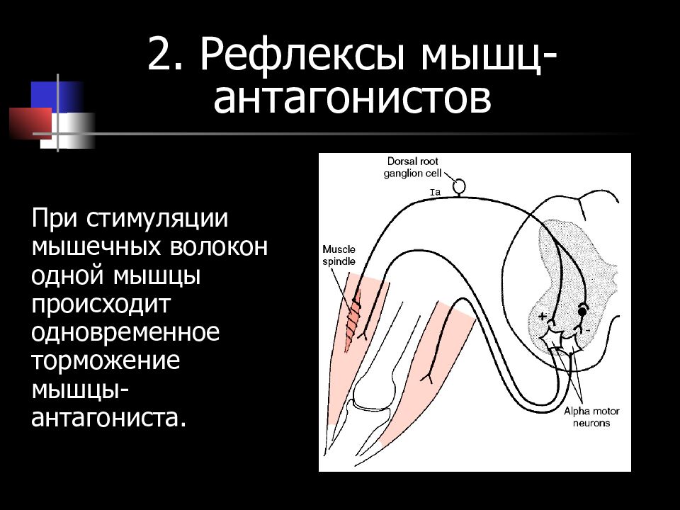 Рефлексы мышц. Мышечные рефлексы. Рефлекторные мышцы. Рефлексы мускулатуры. Мышечно мышечный рефлекс.