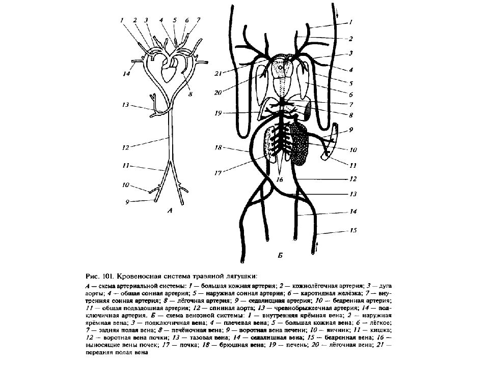 Кровеносная система двухвостки. Схема венозной системы лягушки. Схема кровеносной системы лягушки. Схема венозной кровеносной системы лягушки. Схема кровеносной системы и сердца лягушки.