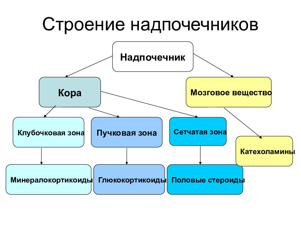 Схема строения надпочечника