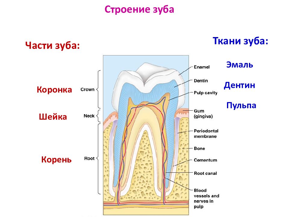 Какую функцию выполняет шейка зуба. Схема внутреннего строения зуба анатомия. Строение зуба коронка шейка корень рисунок. Внутреннее строение зуба анатомия. Анатомия зубов коронка шейка корень.