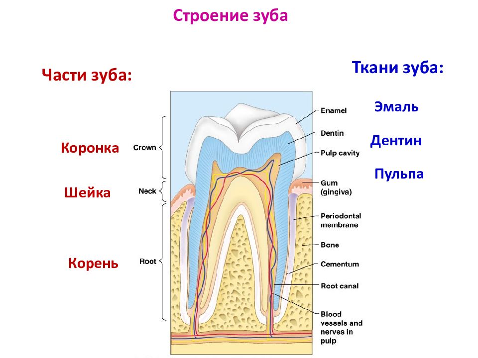 Твердые ткани зуба. Шейка коронка корень эмаль дентин. Анатомия зуба коронка шейка корень. Строение зуба коронка шейка корень. Строение зуба коронка шейка корень рисунок.