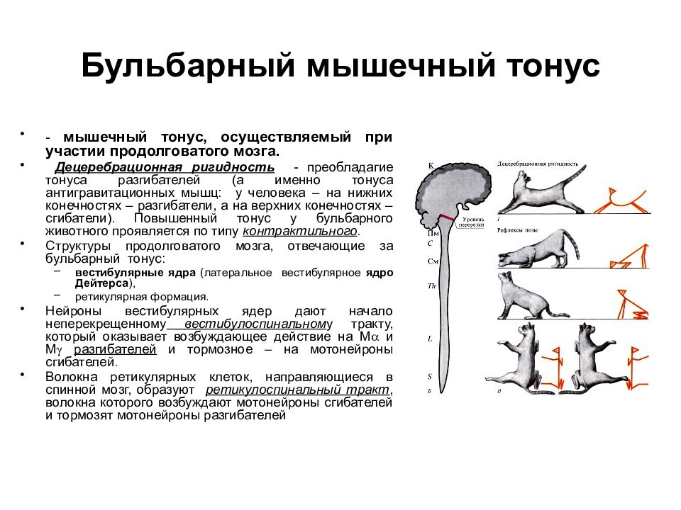 Тонус мышц. Состояние мышечного тонуса бульбарного животного. Рефлексы перераспределения мышечного тонуса. Физиологические механизмы формирования мышечного тонуса. Мышечный тонус бульбарного животного.