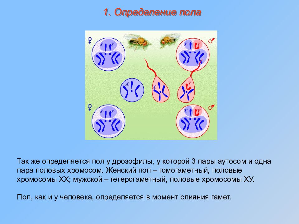 У дрозофилы гомогаметным