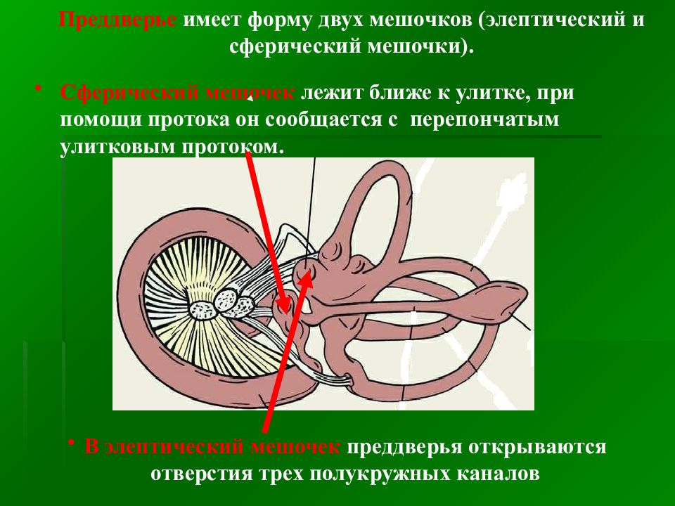 Преддверие вестибулярного аппарата. Строение вестибулярного анализатора мешочки. Маточка вестибулярного аппарата. Вестибулярный анализатор перепончатый. Строение мешочков вестибулярного аппарата.