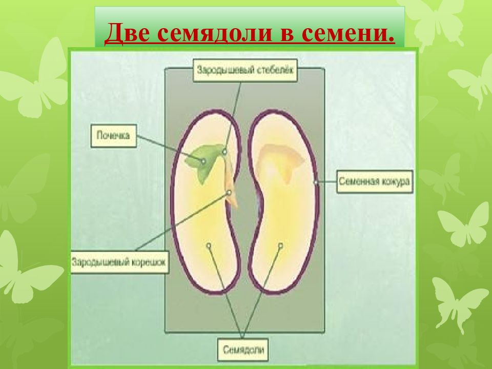 Рисунок двудольных. Двудольные 2 семядоли. Строение семя семядоли. В семени 2 семядоли семейство. Двудольные строение семени 2 семядоли.