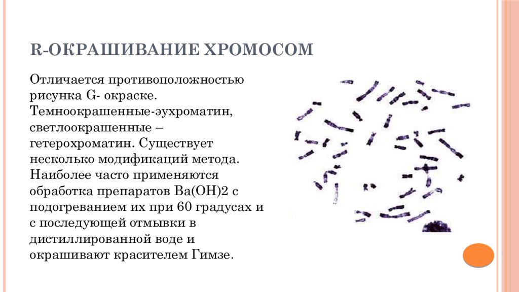 Эухроматин и гетерохроматин это. Дифференциальное окрашивание хромосом. Методы дифференциального окрашивания хромосом. Дифференциальная окраска хромосом. Метод дифференциальной окраски хромосом.