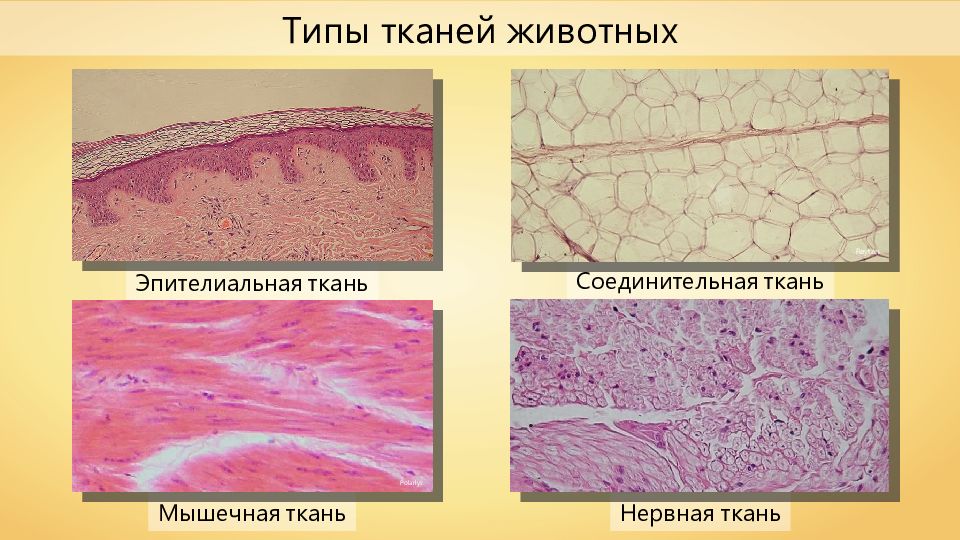 На рисунке изображена ткань нервная мышечная эпителиальная соединительная