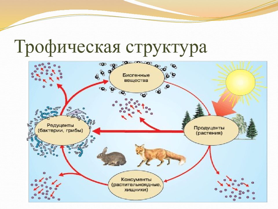 Структура экосистем презентация 9 класс