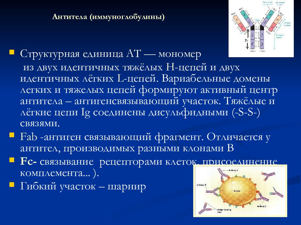 Центр антитела. Антитела (специфические иммуноглобулины) синтезируют. иммуноглобулины (антитела) вырабатываются:. классификация антител. антитела и иммуноглобулины разница.