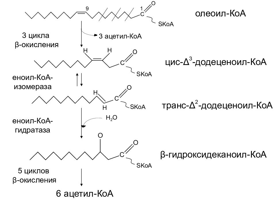 Коа. Цис-транс-еноил-КОА-изомераза. Еноил КОА изомераза. Окисление триглицеридов. Окисление триглицерида.