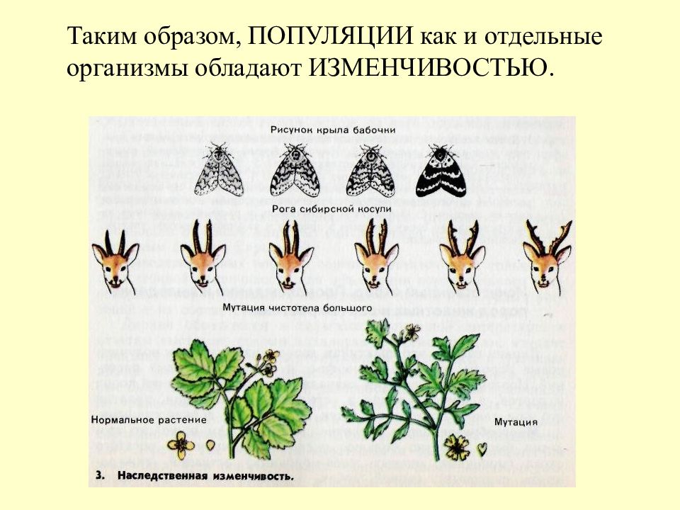 Изменчивость популяции. Изменчивость растений. Наследственная изменчивость животных. Наследственная изменчивость у растений. Комбинативная изменчивость у растений.
