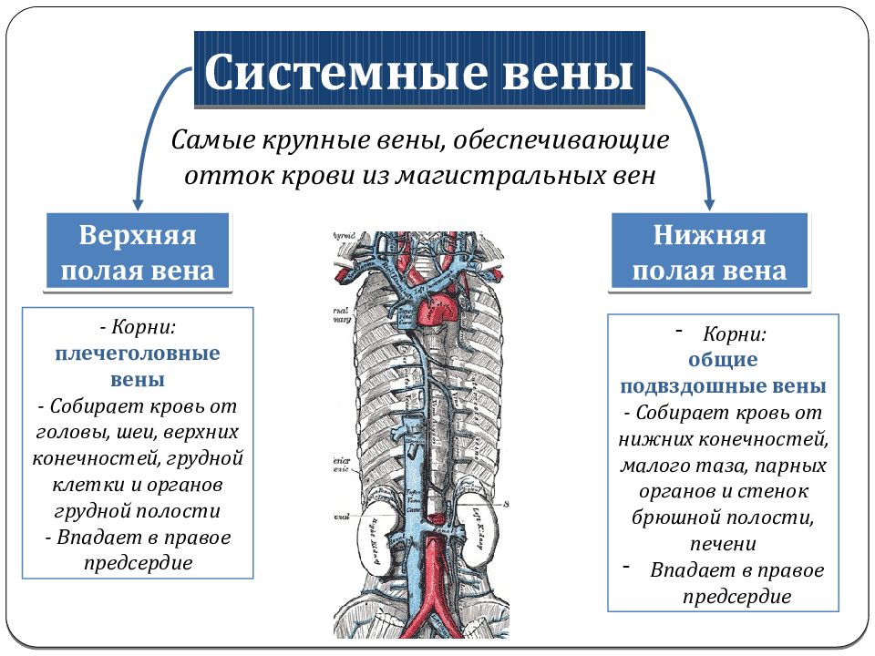 Система верхней полой вены анатомия схема