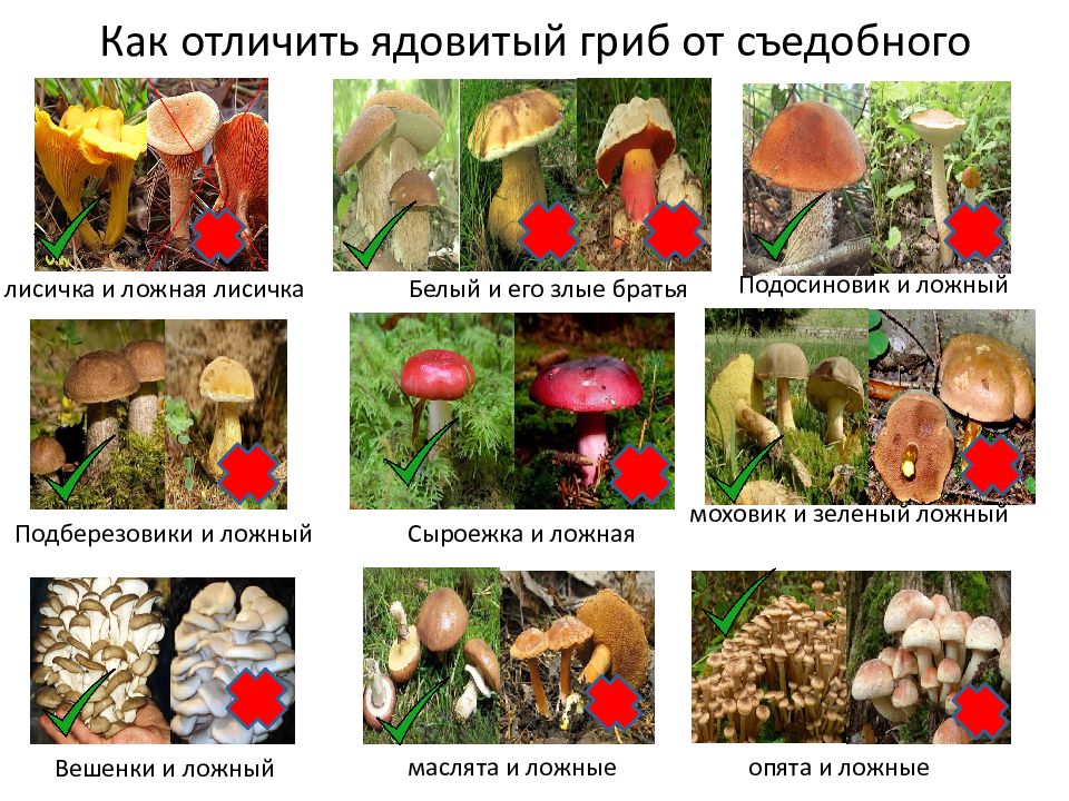Название некоторых грибов. Грибы съедобные несъедобные и ядовитые. Грибы съедобные и несъедобные фото с названиями и описанием. Ложные несъедобные грибы. Несъедобные неядовитые грибы.