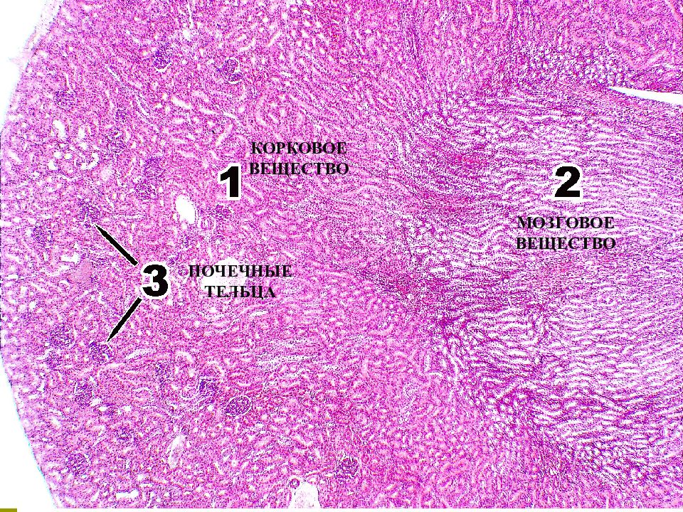 Почка гистология. Мозговое вещество почки гистология. Строение почки гистология препарат. Корковое вещество почки гистология препарат. Почка человека гистология препарат.