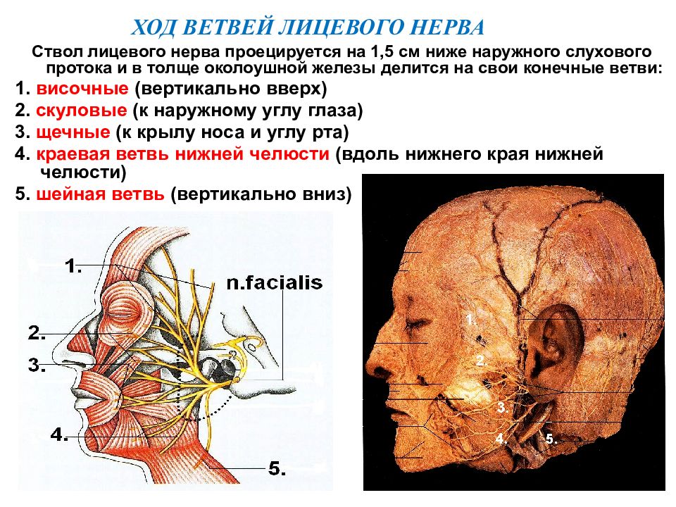 Нервы лицевого черепа. Лицевой нерв и тройничный нерв. Тройничный нерв анатомия. Проекция ветвей тройничного нерва. Ветви лицевого нерва.