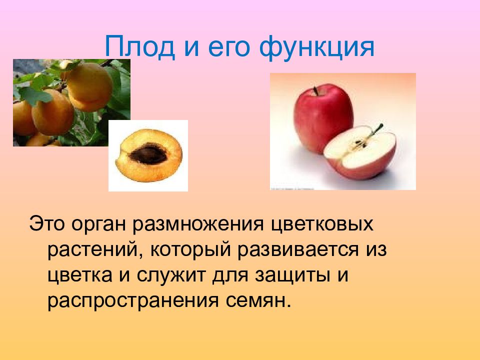 Созревают внутри плода растения. Плод. Что такое плод кратко. Разнообразие плодов у цветковых растений. Плод и его функции.