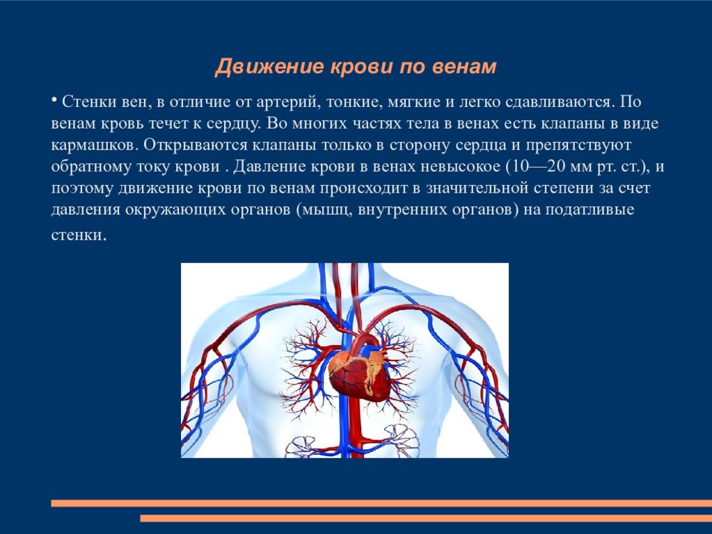 Движение крови по артериальным и венозным сосудам. Движение крови по сосудам сердца. От легких по сосудам течет кровь насыщенная
