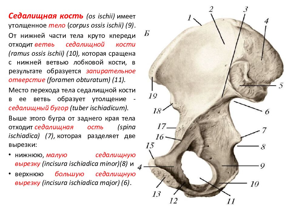 Ossis перевод с латинского