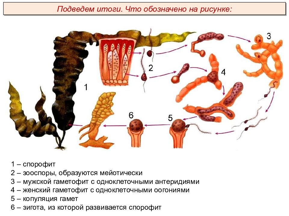 Жизненный цикл ламинарии схема