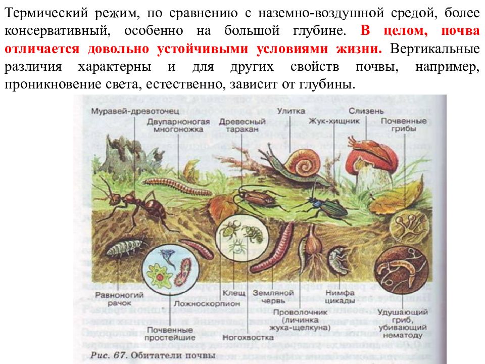 Как показано на рисунке почва является средой жизни для огромного количества организмов