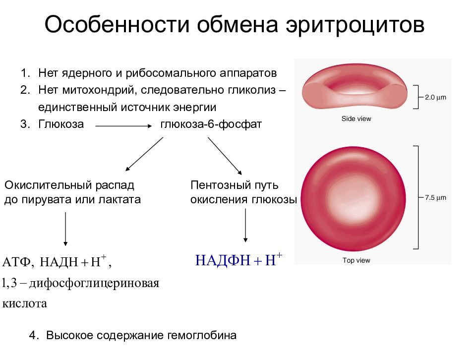 Характеристика эритроцитов. Особенности метаболизма эритроцитов. Гликолиз в эритроцитах. Особенности строения эритроцитов. Источник энергии эритроцитов.