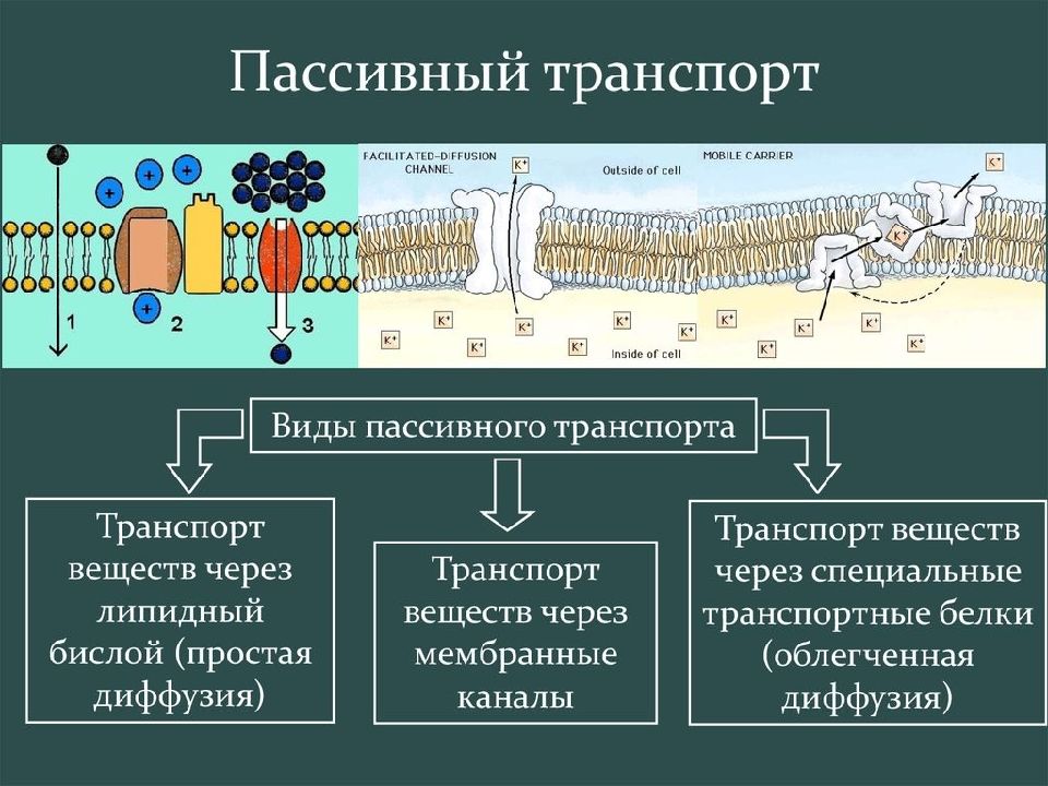 Каким номером на рисунке обозначена структура отвечающая за транспорт веществ