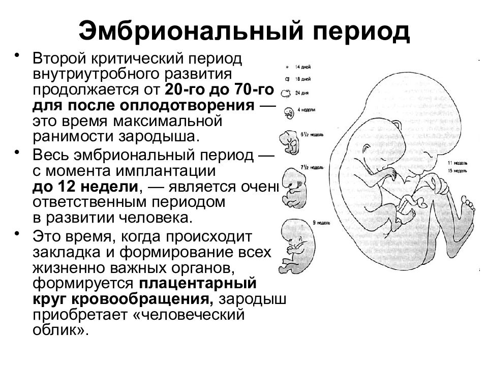 Критические периоды развития плода презентация