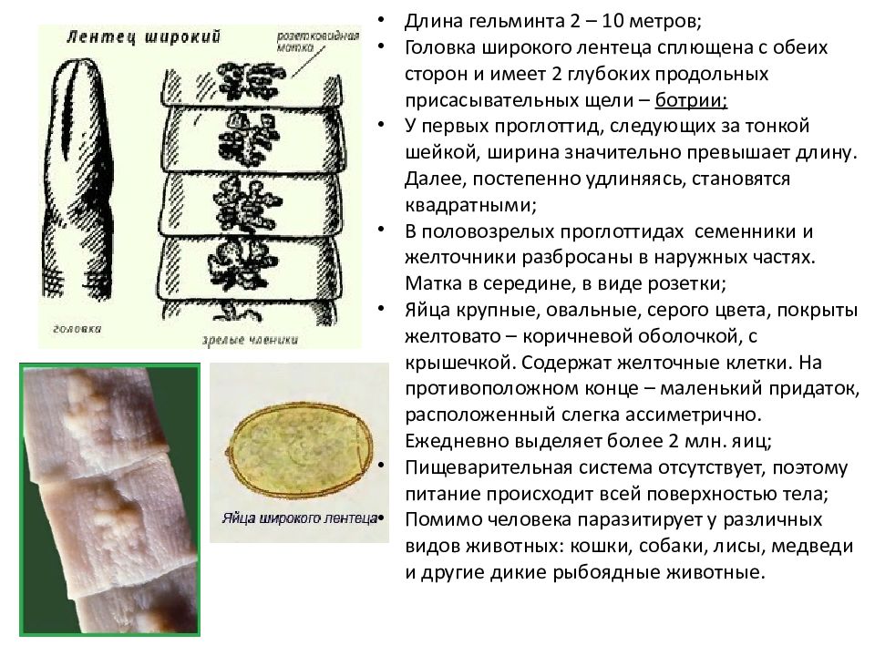 Лентец широкий сколекс рисунок