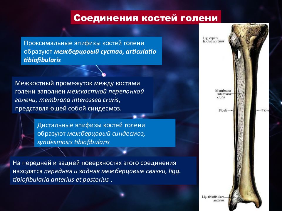 Артрология анатомия презентация