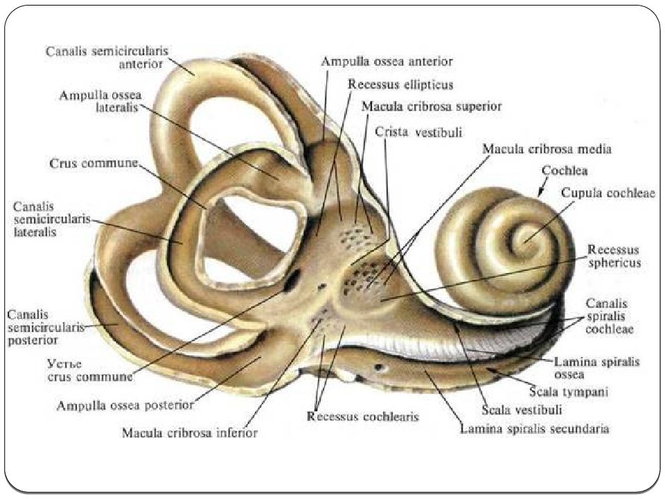 Схема внутреннего уха