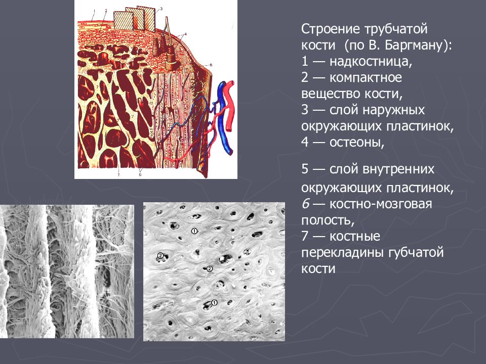 Трубчатое вещество. Остеон надкостница. Остеон гистология. Строение остеона и строение трубчатой кости. Компактное вещество трубчатой кости гистология.