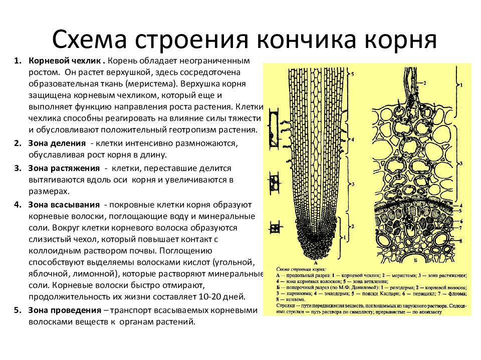 Схема корня растения