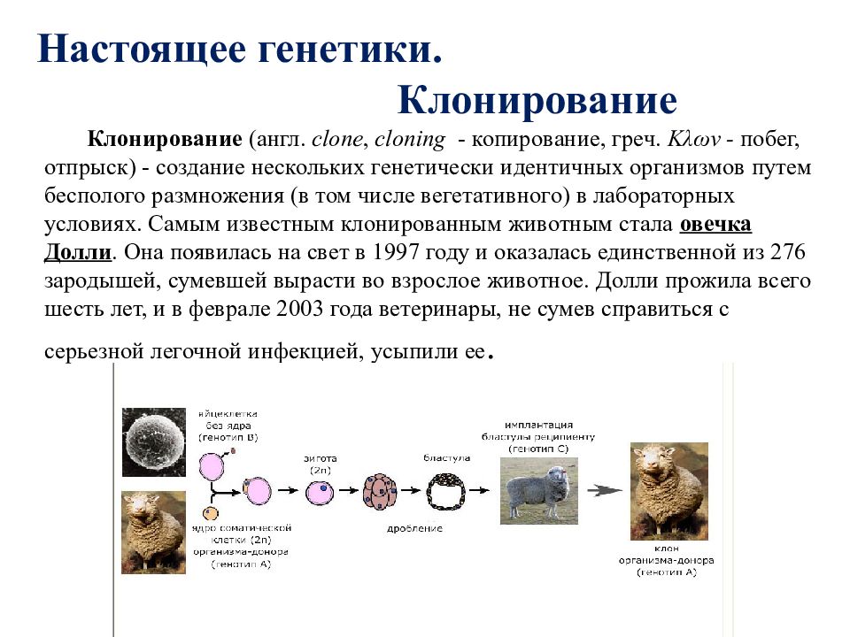 Законы генетики презентация