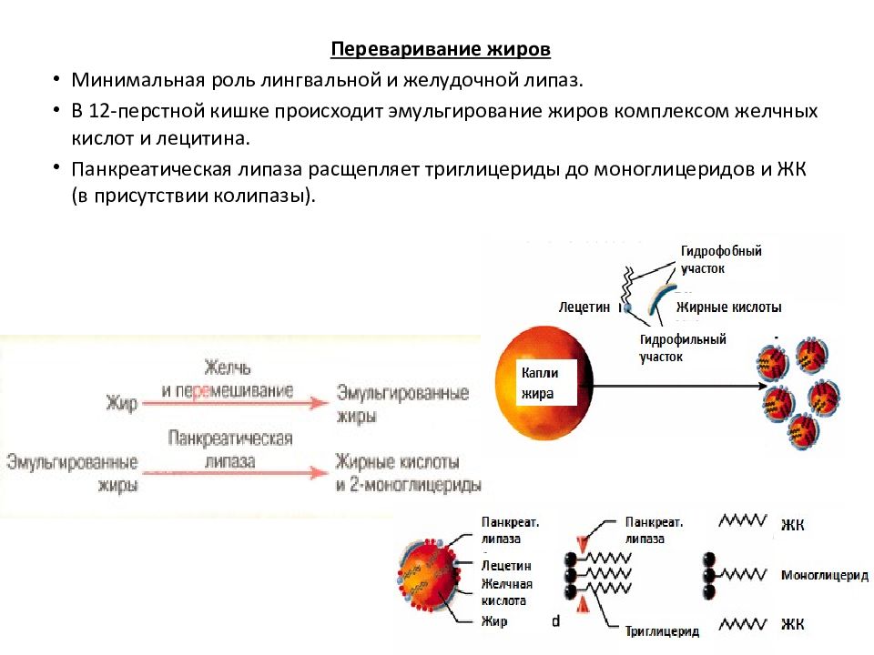 Что расщепляет липаза