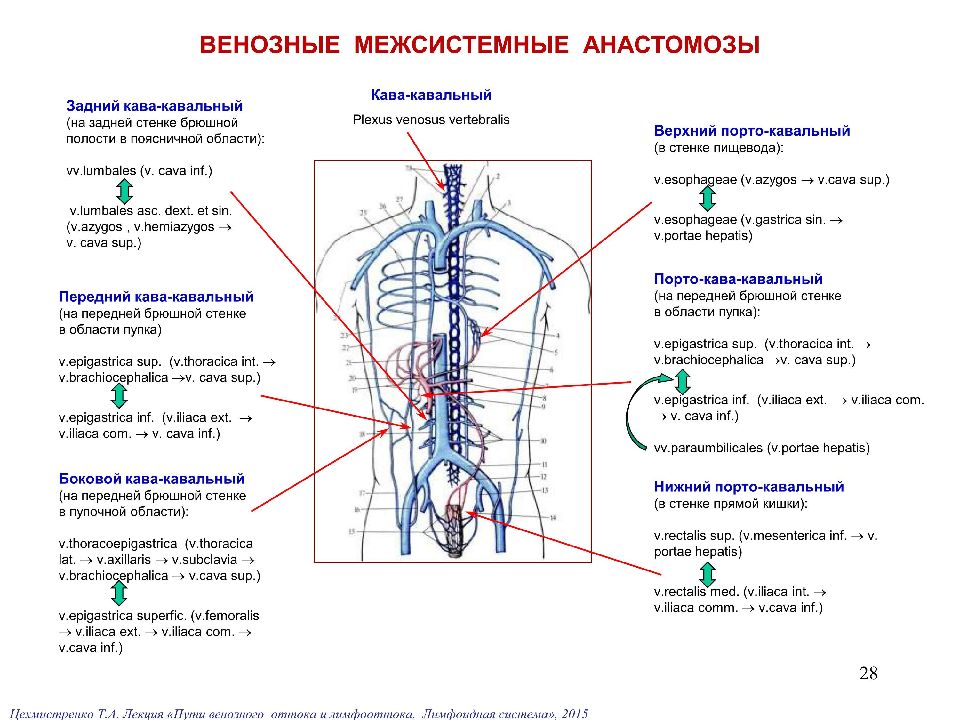 Схема верхней полой вены