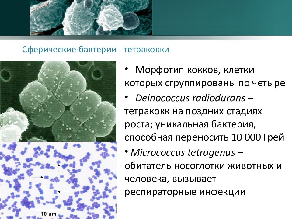 Классификация микроорганизмов морфология микроорганизмов презентация